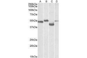 Image no. 1 for anti-Meis Homeobox 2 (MEIS2) (Internal Region) antibody (ABIN571167)