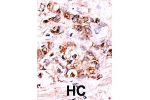 Image no. 2 for anti-Dual Specificity Phosphatase 15 (DUSP15) (AA 17-44), (N-Term) antibody (ABIN392879)
