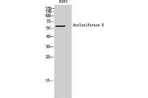 Image no. 1 for anti-Arylsulfatase K (ARSK) antibody (ABIN3183391)
