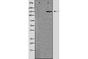 Image no. 1 for anti-Nuclear Receptor Coactivator 1 (NCOA1) antibody (ABIN6263541)