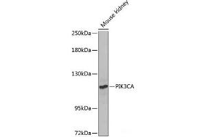 Western blot analysis of extracts of Mouse kidney using PIK3CA Polyclonal Antibody at dilution of 1:1000.