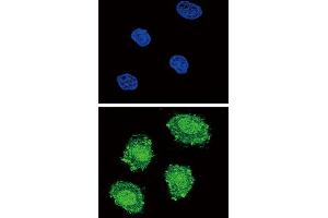 Image no. 1 for anti-Suppressor of Cytokine Signaling 1 (SOCS1) antibody (ABIN3003913)