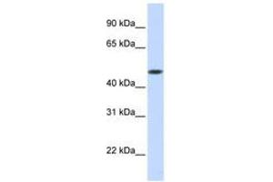 Image no. 1 for anti-Glycosyltransferase 8 Domain Containing 1 (GLT8D1) (AA 288-337) antibody (ABIN6740890)