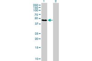 Western Blot analysis of GKAP1 expression in transfected 293T cell line by GKAP1 MaxPab polyclonal antibody.