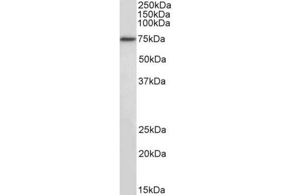 anti-Regulatory Factor X 5 (RFX5) (Internal Region) antibody