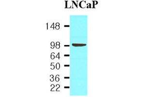 Image no. 4 for anti-Folate Hydrolase (Prostate-Specific Membrane Antigen) 1 (FOLH1) (AA 117-351) antibody (ABIN317554)