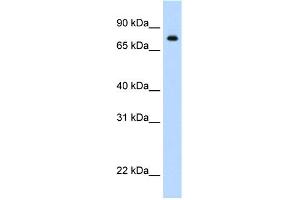Image no. 4 for anti-Signal Transducer and Activator of Transcription 1, 91kDa (STAT1) (N-Term) antibody (ABIN2780843)