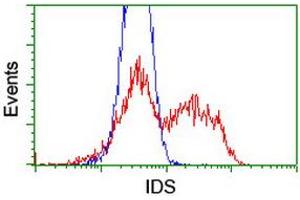 Image no. 10 for anti-Iduronate 2-Sulfatase (IDS) antibody (ABIN1498797)