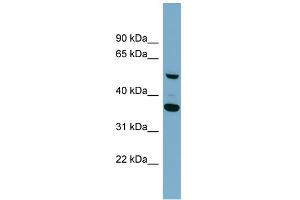 Image no. 1 for anti-ADAM-Like, Decysin 1 (ADAMDEC1) (Middle Region) antibody (ABIN2786038)