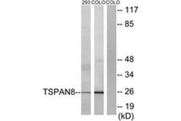 anti-Tetraspanin 8 (TSPAN8) (AA 96-145) antibody