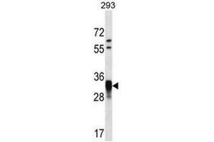 Image no. 1 for anti-Cyclin O (CCNO) (AA 1-30), (N-Term) antibody (ABIN955471)