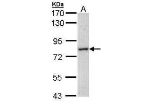 Image no. 1 for anti-Myotubularin Related Protein 14 (MTMR14) (Center) antibody (ABIN2856063)