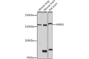 JARID2 Antikörper