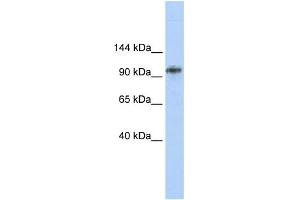 BBX antibody  (Middle Region)