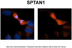 Image no. 3 for anti-Spectrin alpha Chain, Brain (SPTAN1) (N-Term) antibody (ABIN2787729)