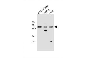 Image no. 4 for anti-Fc Fragment of IgG, High Affinity Ib, Receptor (CD64) (FCGR1B) (AA 248-276), (C-Term) antibody (ABIN653144)