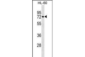RHOT2 Antibody (Center) (ABIN1538254 and ABIN2848958) western blot analysis in HL-60 cell line lysates (35 μg/lane).