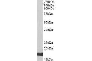 Image no. 1 for anti-Ubiquitin-Conjugating Enzyme E2I (UBE2I) (N-Term) antibody (Biotin) (ABIN5539759)