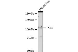 TAB3 antibody