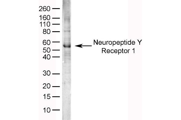 anti-Neuropeptide Y Receptor 1 (NPY1R) (AA 365-378) antibody
