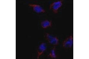 Image no. 3 for anti-Bone Morphogenetic Protein 7 (BMP7) (AA 15-44) antibody (ABIN3030181)