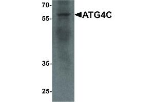 Image no. 1 for anti-Autophagy related 4C Cysteine Peptidase (ATG4C) (C-Term) antibody (ABIN6656912)