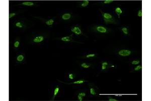 Image no. 5 for anti-Ring Finger Protein 2 (RNF2) (AA 164-223) antibody (ABIN519812)
