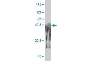 Image no. 1 for anti-Prkr Interacting Protein 1 (IL11 Inducible) (PRKRIP1) (AA 1-184) antibody (ABIN566371)