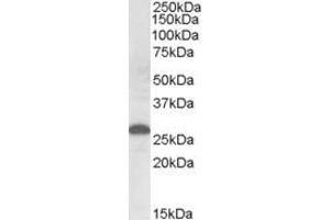 Image no. 1 for anti-Apolipoprotein M (APOM) (Internal Region) antibody (ABIN570933)