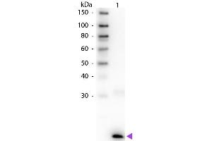 Western Blot of Rabbit anti-Human IL-3 Biotin Conjugated Antibody.