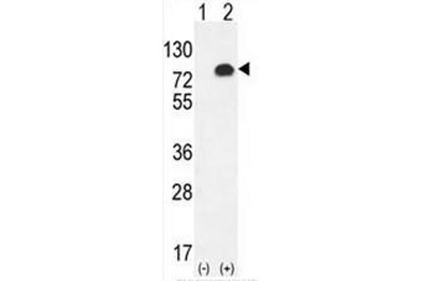 Glypican 6 antibody  (C-Term)