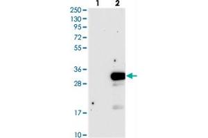 Image no. 1 for anti-D-Tyrosyl-tRNA Deacylase 1 Homolog (S. Cerevisiae) (DTD1) antibody (ABIN5576873)