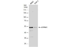 Image no. 2 for anti-ATP Synthase, H+ Transporting, Mitochondrial F1 Complex, alpha Subunit 1, Cardiac Muscle (ATP5A1) (C-Term) antibody (ABIN2855150)