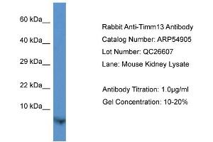 Image no. 1 for anti-Translocase of Inner Mitochondrial Membrane 13 Homolog (TIMM13) (N-Term) antibody (ABIN2785946)