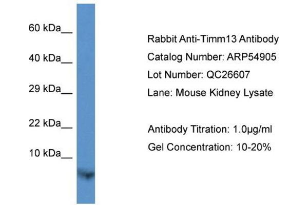 TIMM13 antibody  (N-Term)