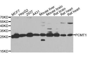 Image no. 1 for anti-Protein-L-Isoaspartate (D-Aspartate) O-Methyltransferase (PCMT1) antibody (ABIN6145317)