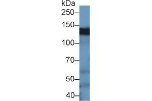 BCAR1 Antikörper  (AA 1-240)
