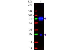 Immuno Gold Rabbit-anti-Chicken, IgG