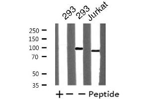 Image no. 1 for anti-Topoisomerase (DNA) I (TOP1) antibody (ABIN6257133)