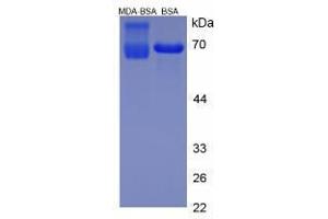 Image no. 3 for Malondialdehyde (MDA) peptide (BSA) (ABIN5665987)