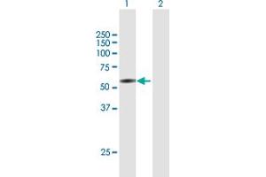 COL25A1 antibody  (AA 1-496)