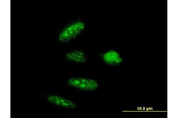 RTCD1 antibody  (AA 1-366)