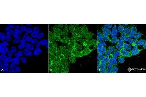Image no. 1 for anti-Protein Phosphatase 5, Catalytic Subunit (PPP5C) antibody (HRP) (ABIN2868713)