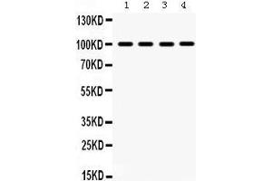 Image no. 1 for anti-Mitogen-Activated Protein Kinase 6 (MAPK6) (AA 520-721) antibody (ABIN3043611)