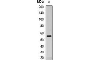 Image no. 2 for anti-Dopamine Receptor D5 (DRD5) antibody (ABIN3198038)