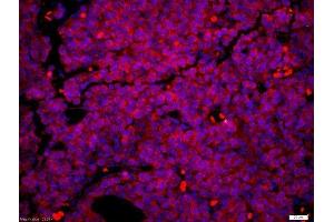Image no. 2 for anti-Paired Box 6 (PAX6) (AA 51-150) antibody (ABIN1387454)
