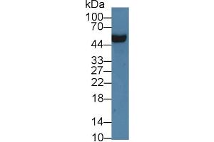 Image no. 2 for anti-Apolipoprotein H (Beta-2-Glycoprotein I) (APOH) (AA 20-297) antibody (ABIN1862199)
