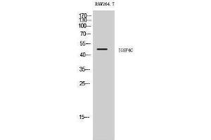 Image no. 1 for anti-Cell Adhesion Molecule 4 (CADM4) (C-Term) antibody (ABIN3185144)