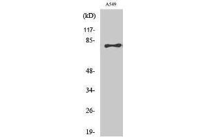 Image no. 1 for anti-Bromodomain Containing 3 (BRD3) (C-Term) antibody (ABIN3183546)