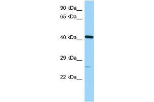 Image no. 1 for anti-POC1 Centriolar Protein Homolog A (POC1A) (C-Term) antibody (ABIN2786108)